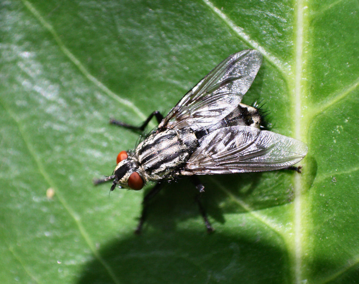 altra mosca da id.